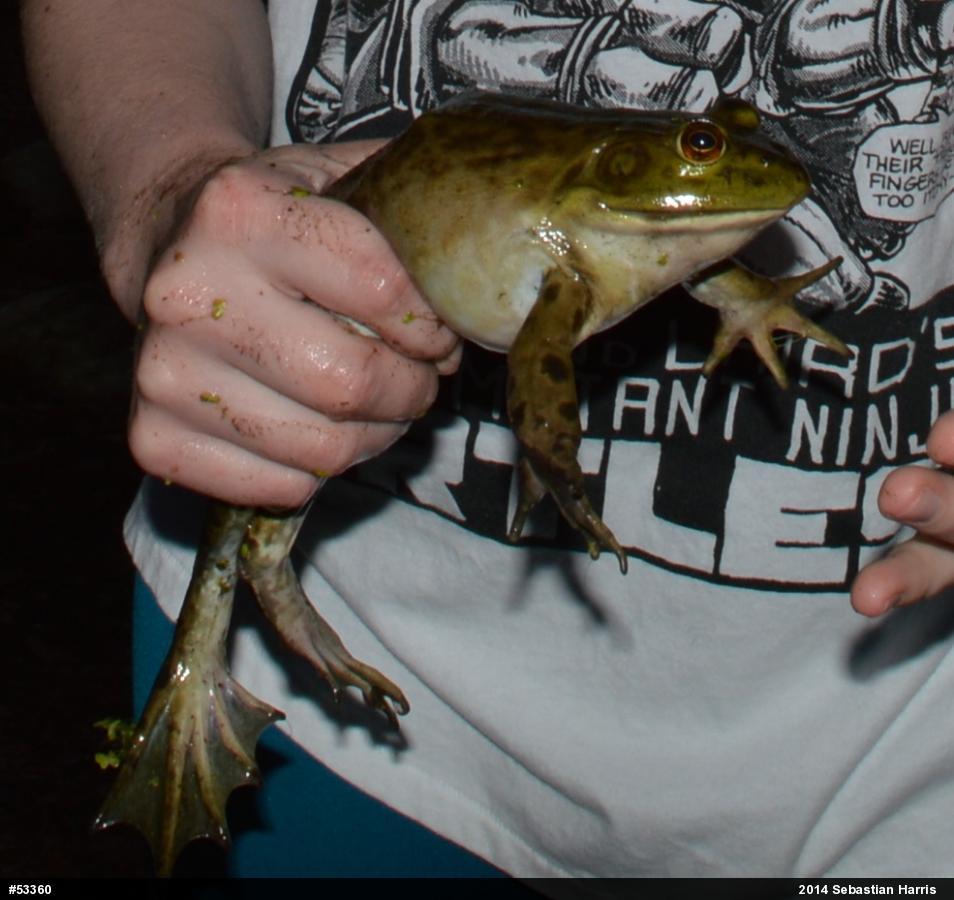 American Bullfrog