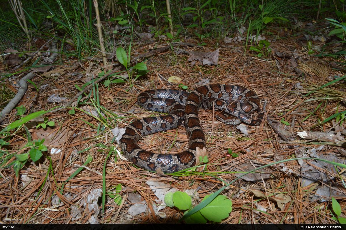 Eastern Milksnake
