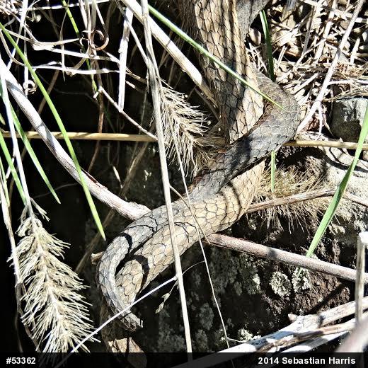 Northern Watersnake