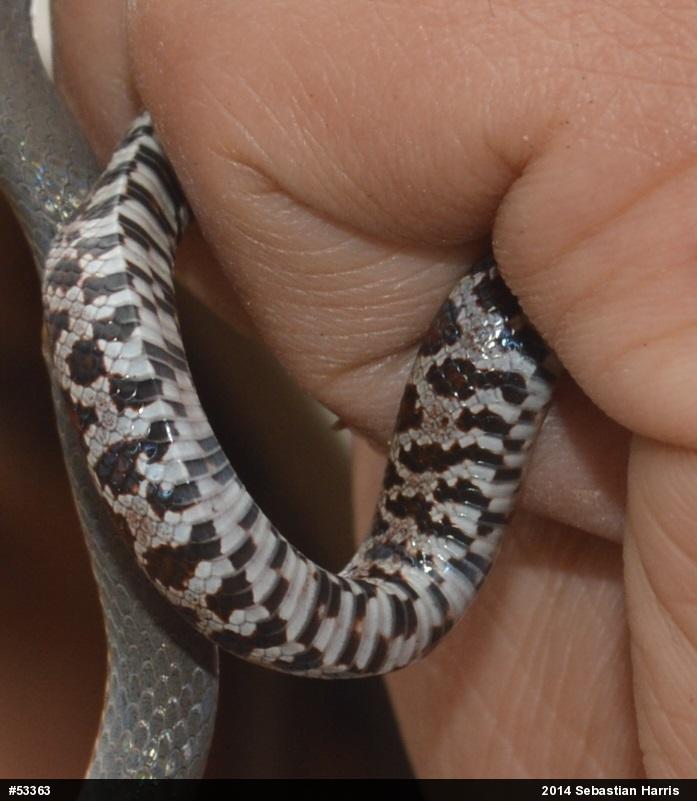 Eastern Milksnake