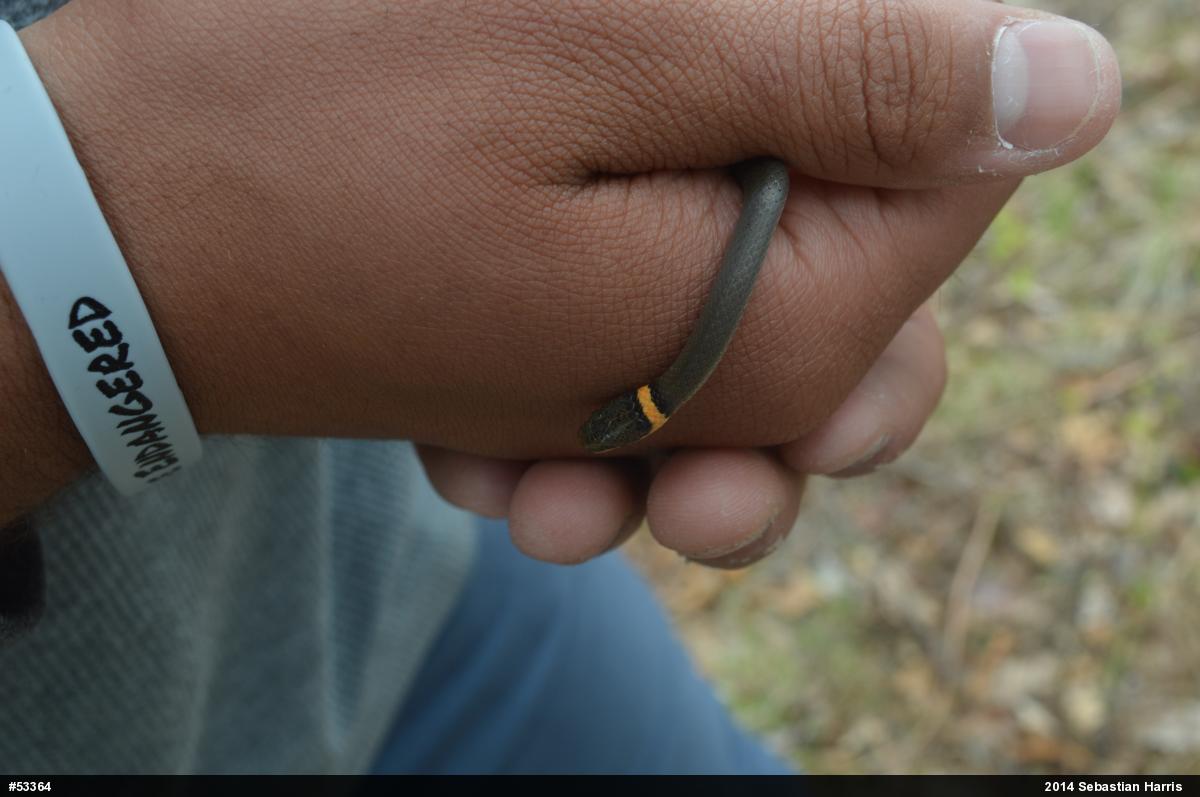 Northern Ring-necked Snake