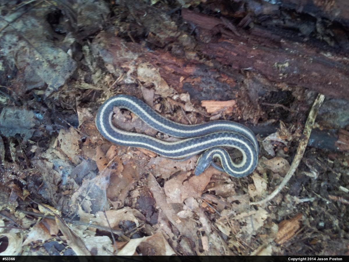 Eastern Gartersnake