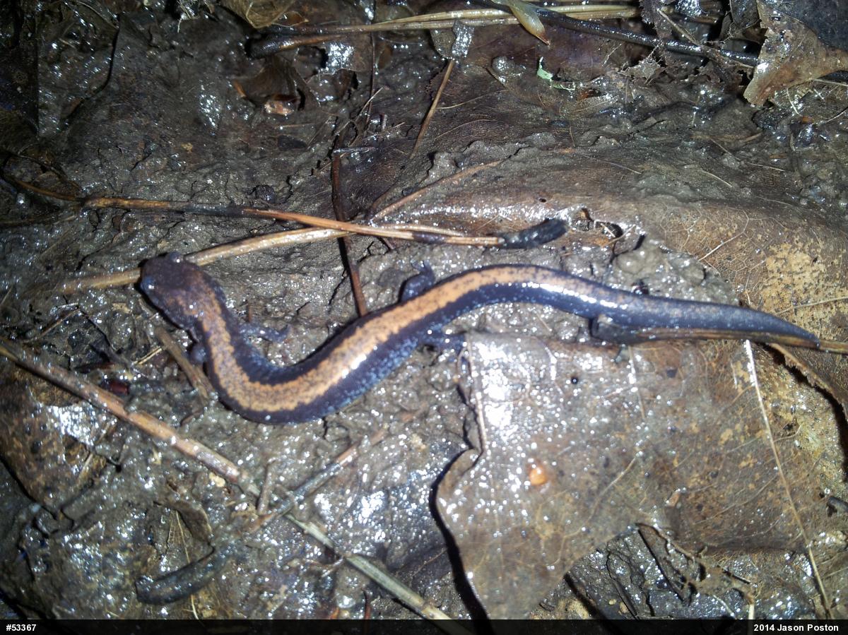 Eastern Red-backed  Salamander