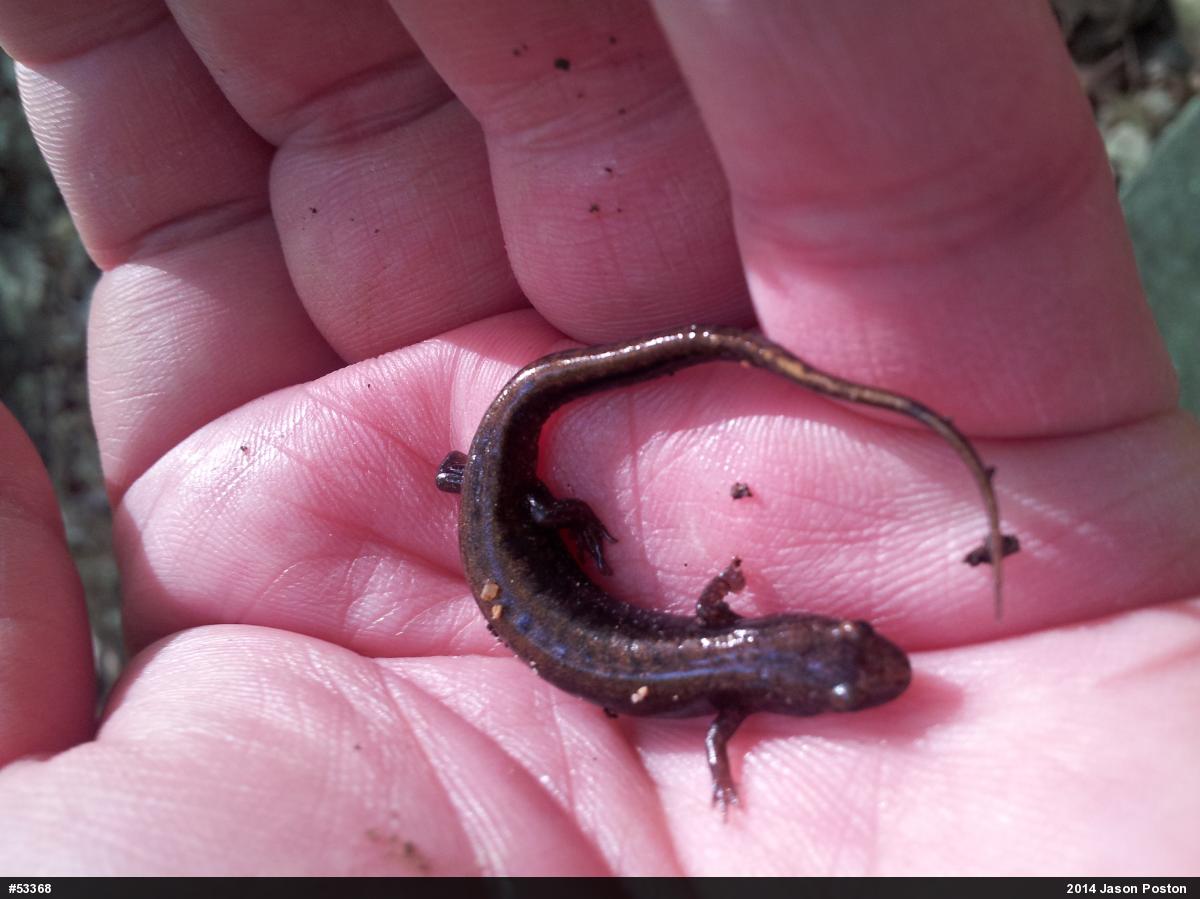 Allegheny Mountain Dusky Salamander