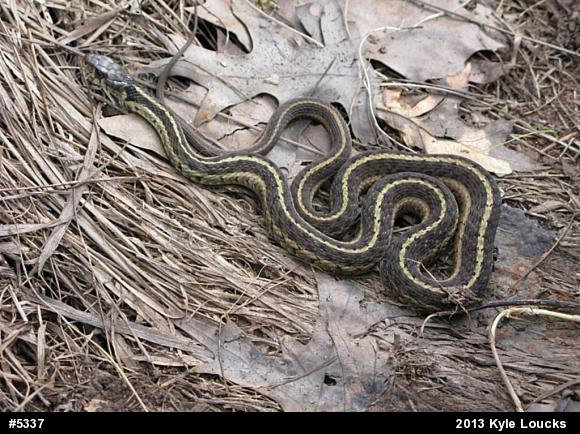 Eastern Gartersnake