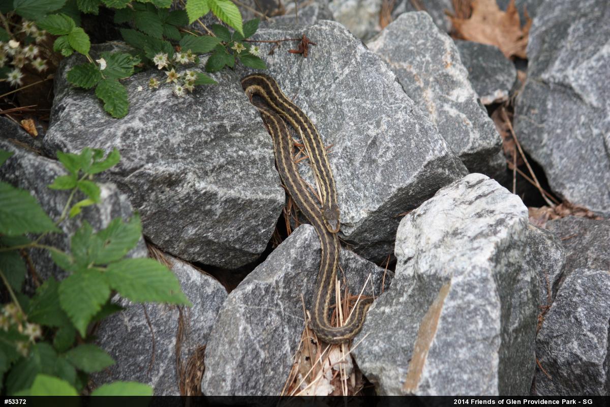 Eastern Gartersnake