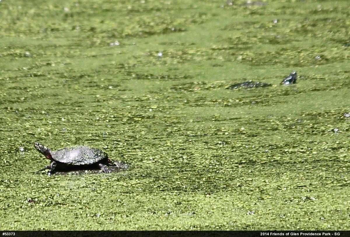 Painted Turtle
