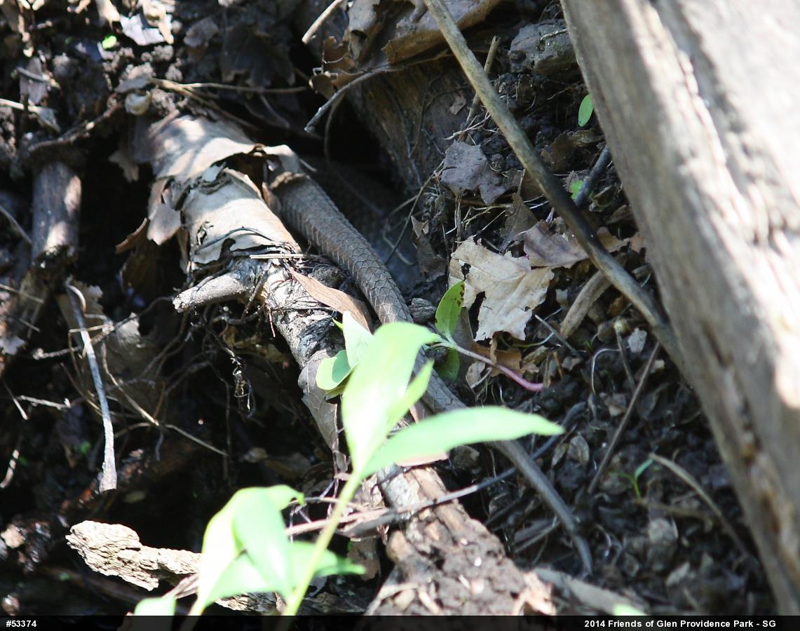 Northern Watersnake