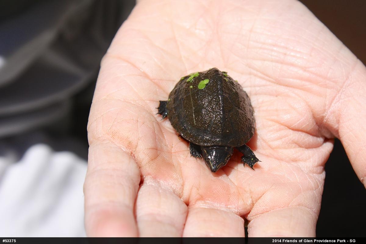 Eastern Musk Turtle