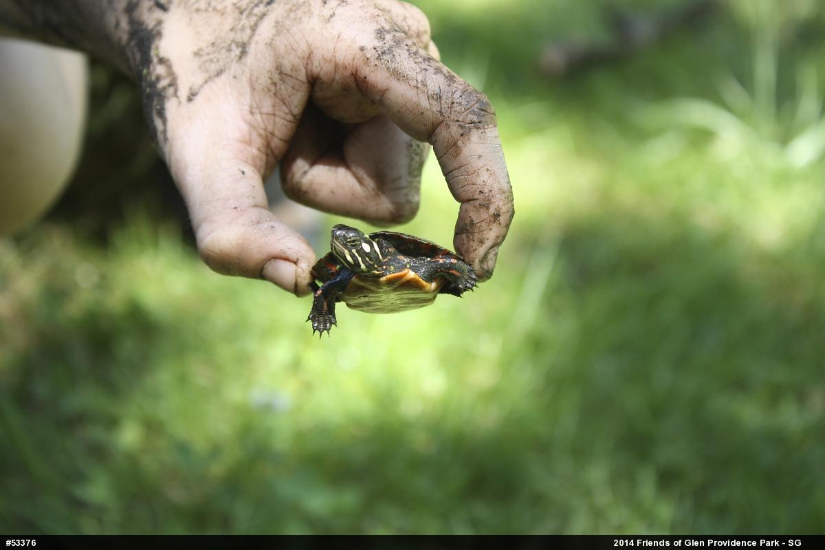 Painted Turtle