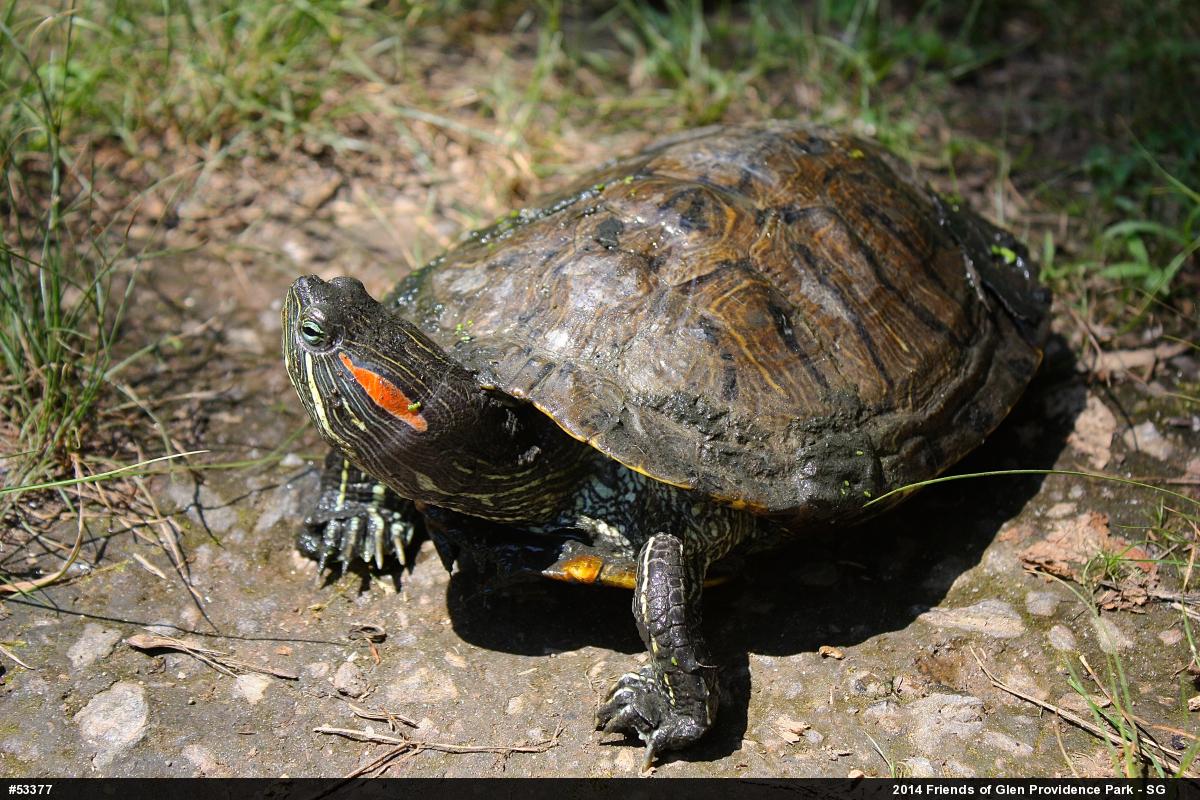 Red-eared Slider