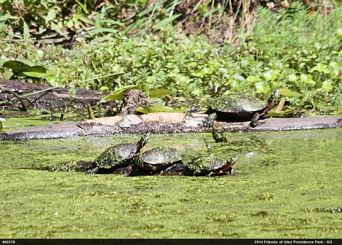 Painted Turtle