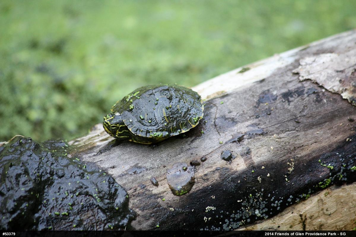Pond Slider