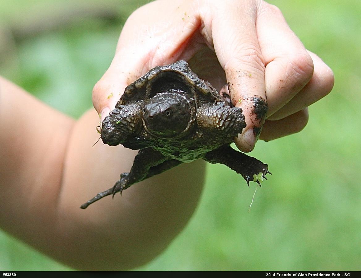 Snapping Turtle
