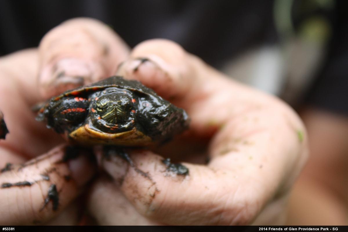 Painted Turtle