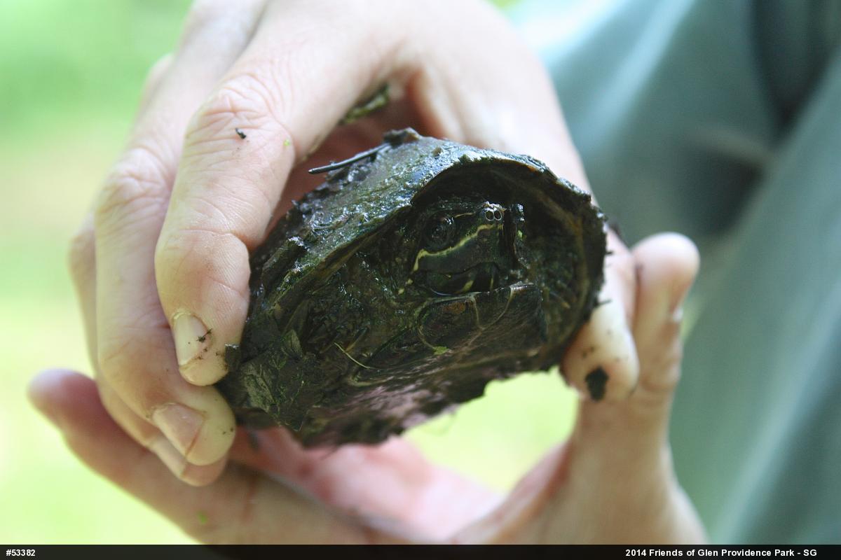 Eastern Musk Turtle