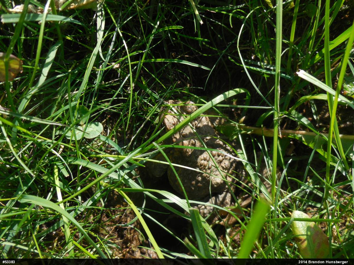 Eastern American Toad