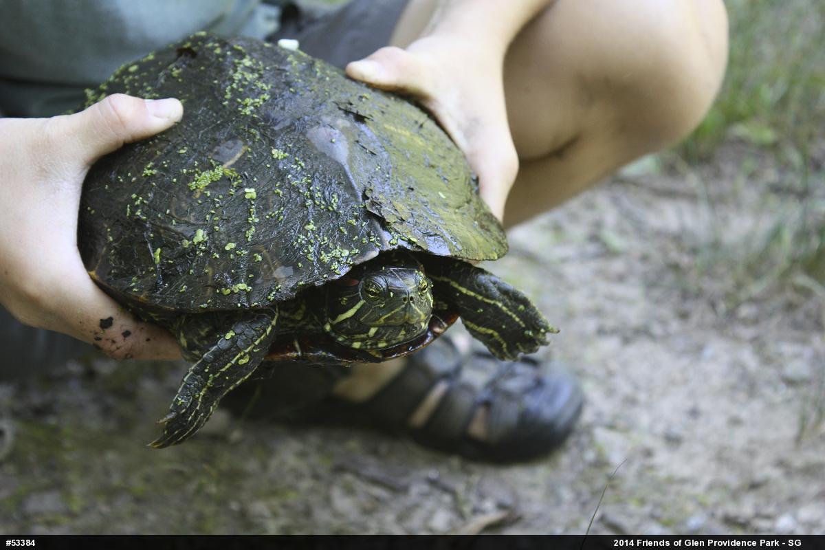 Red-eared Slider