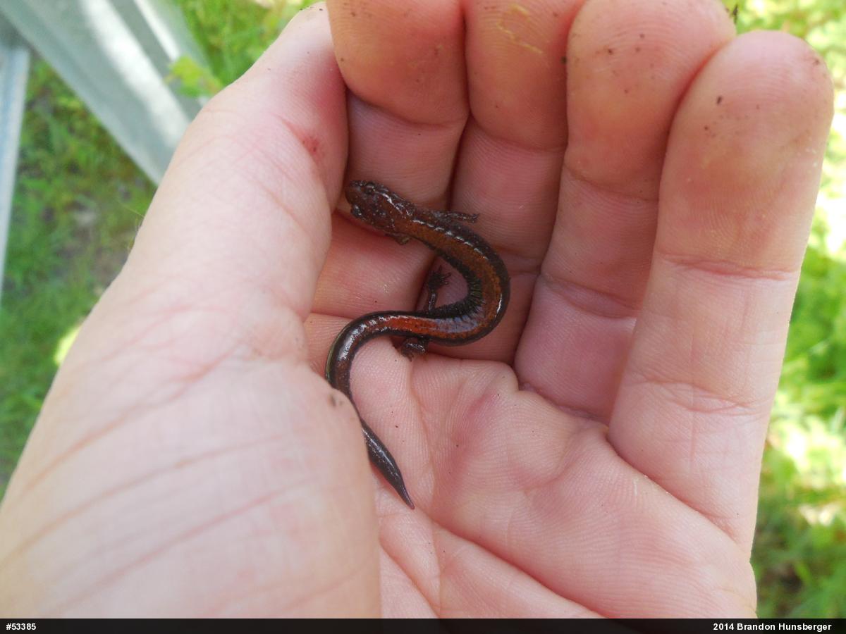 Eastern Red-backed  Salamander