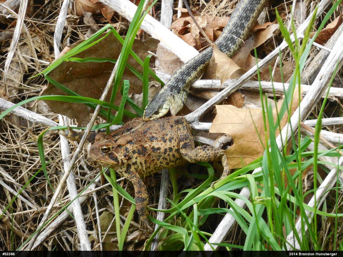 Eastern American Toad