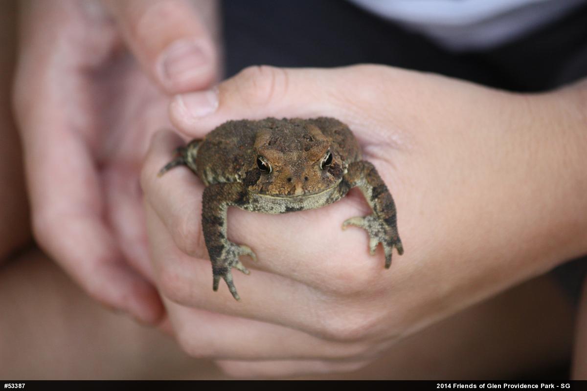 Eastern American Toad