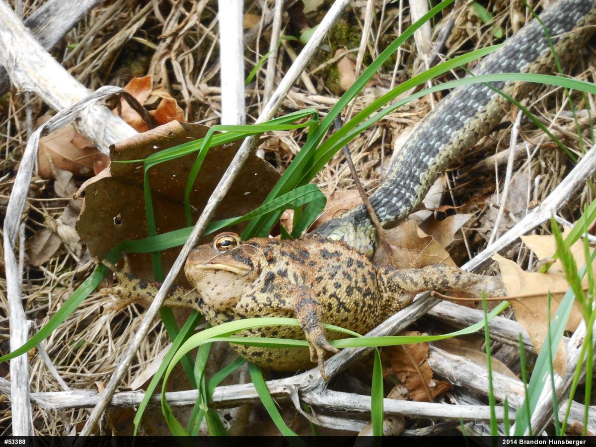 Eastern Gartersnake
