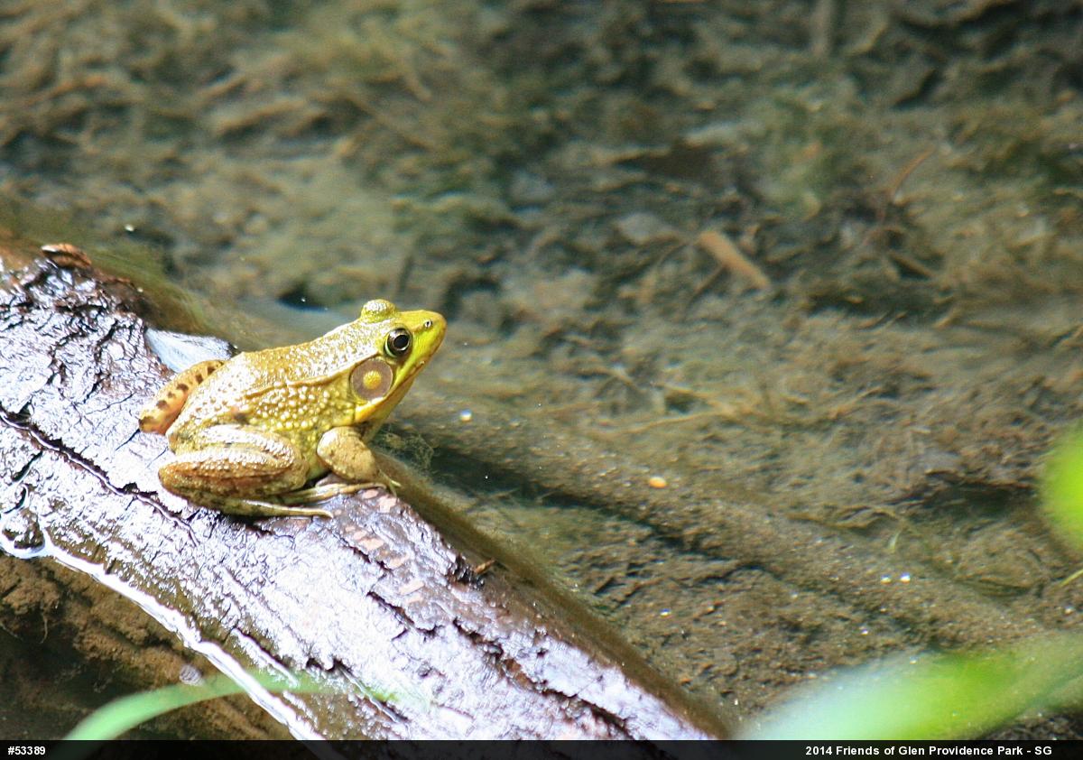Green Frog