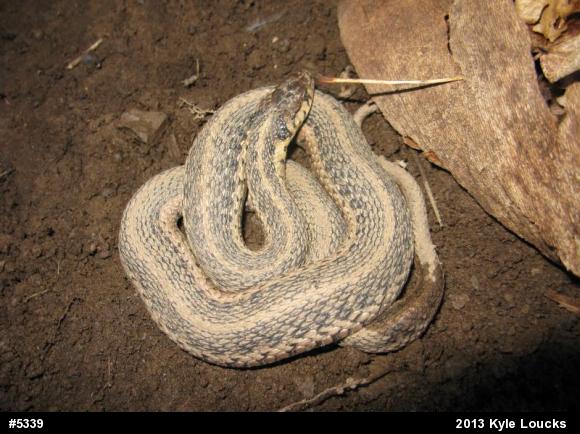 Eastern Gartersnake