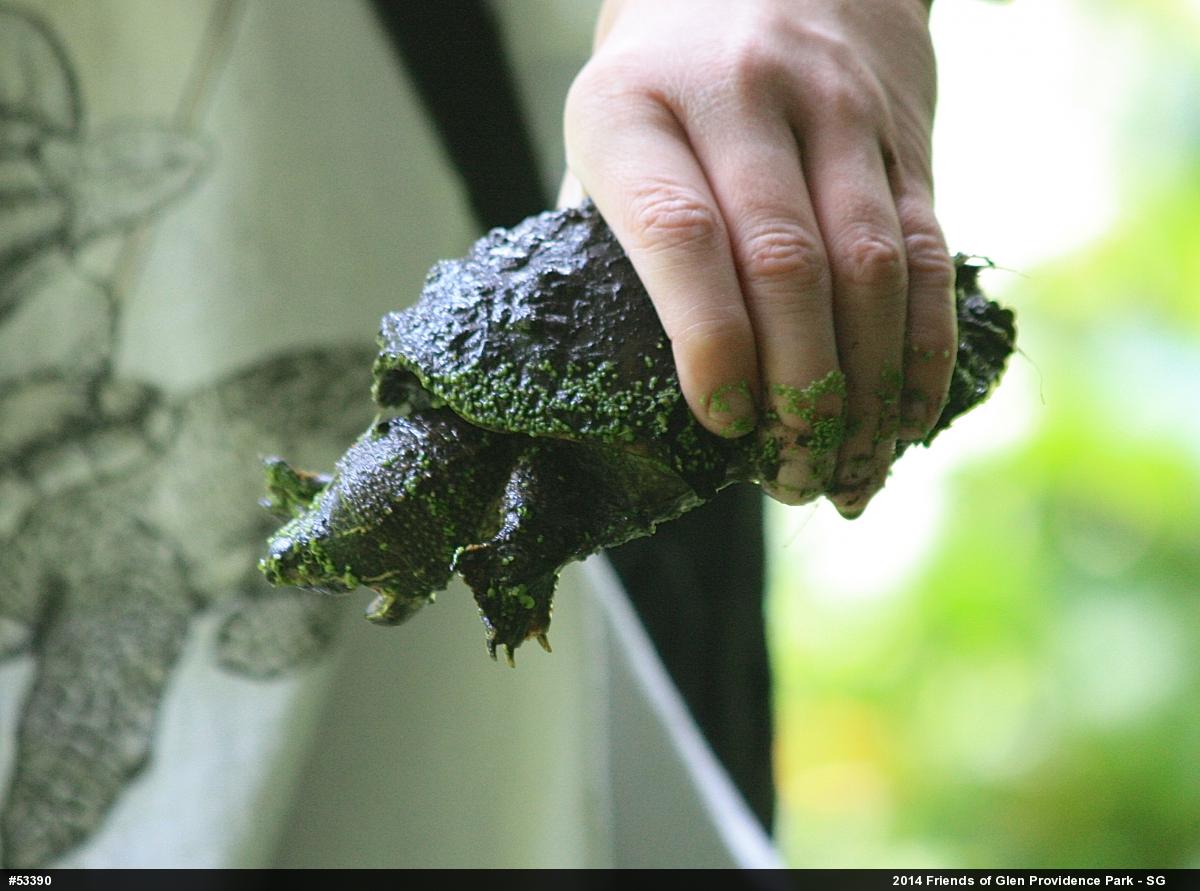 Eastern Musk Turtle