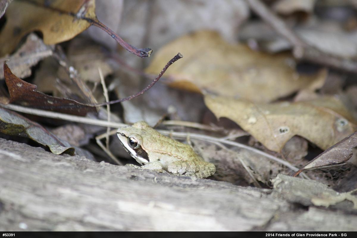 Wood Frog