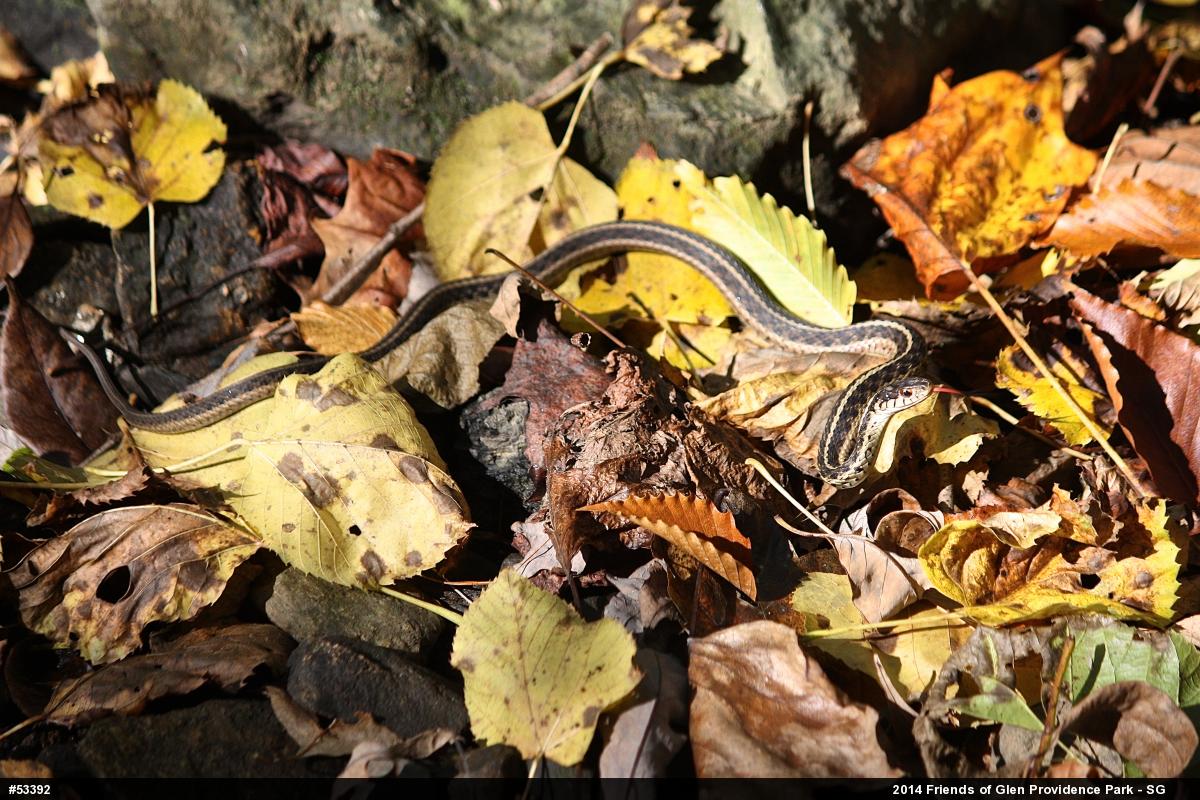 Eastern Gartersnake