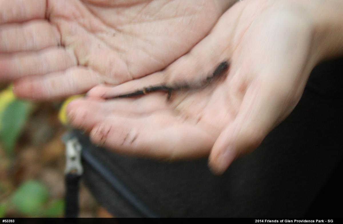 Eastern Red-backed  Salamander