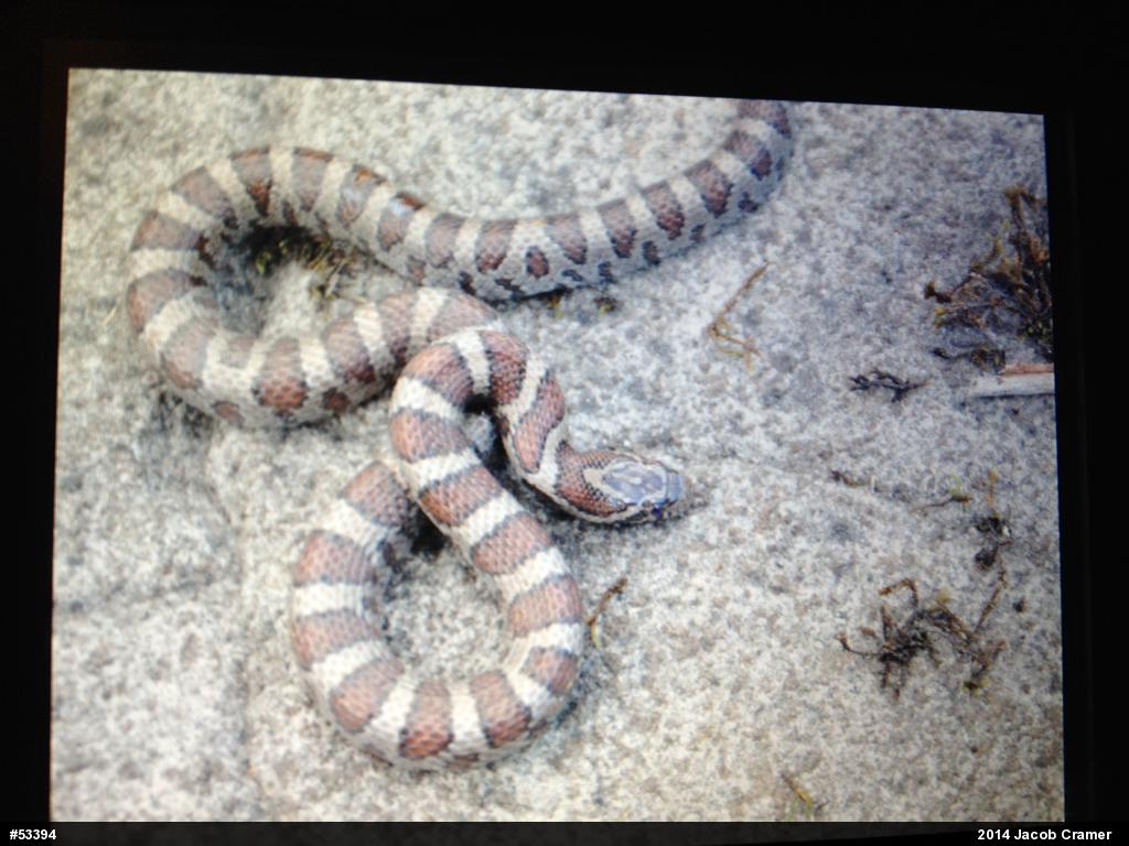Eastern Milksnake