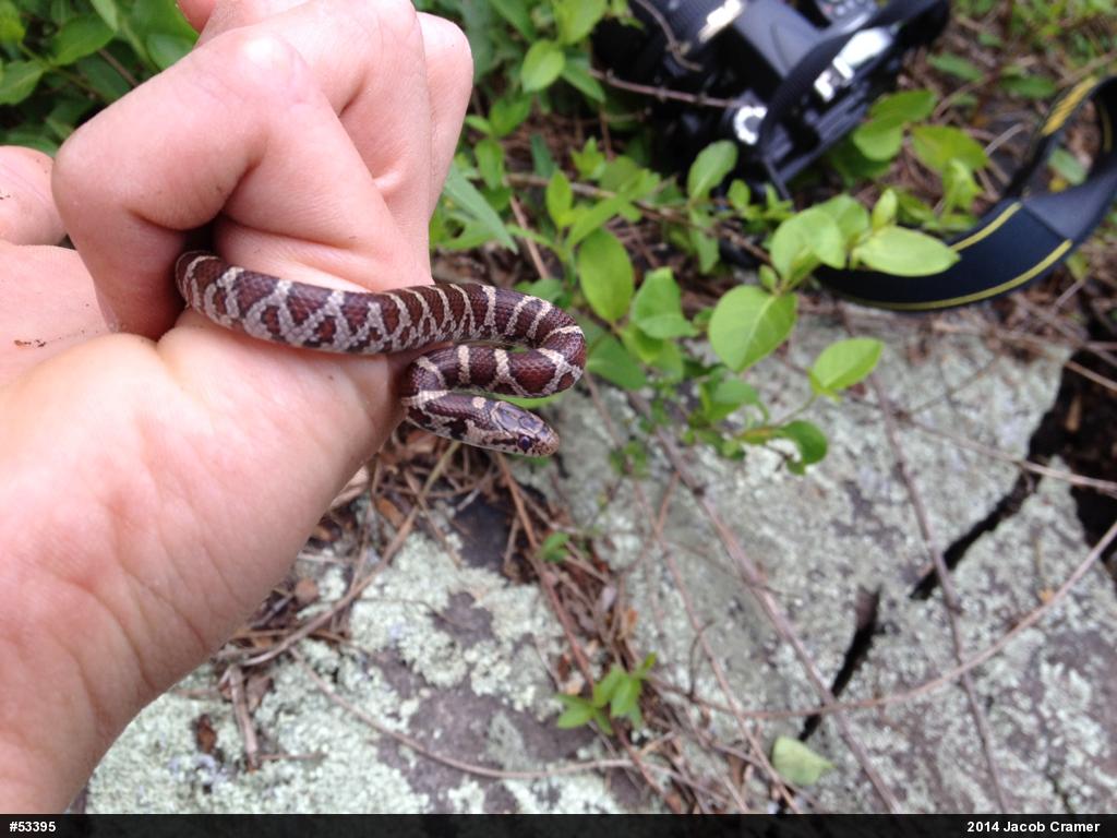 Eastern Milksnake