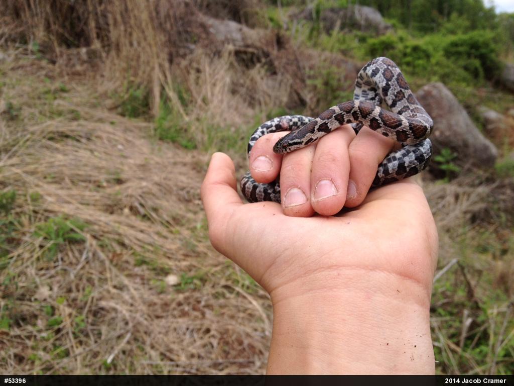 Eastern Milksnake