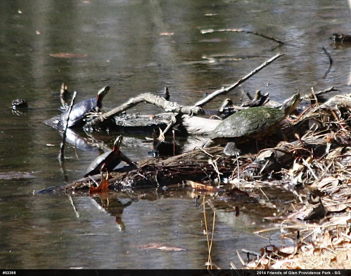 Red-eared Slider