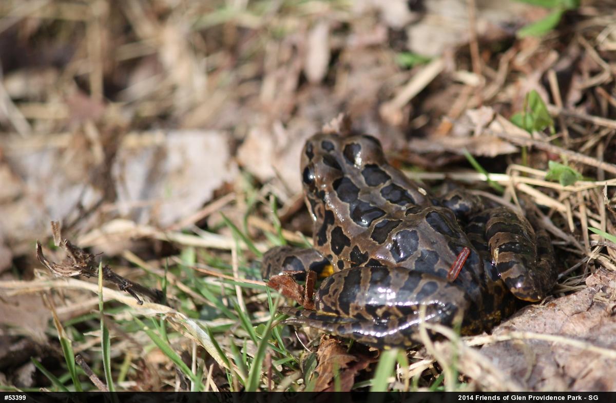 Pickerel Frog
