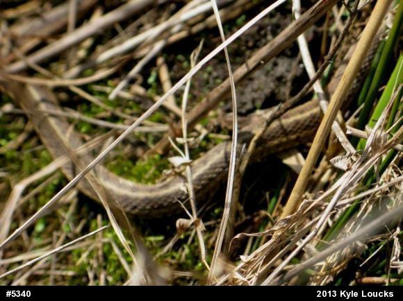 Eastern Gartersnake