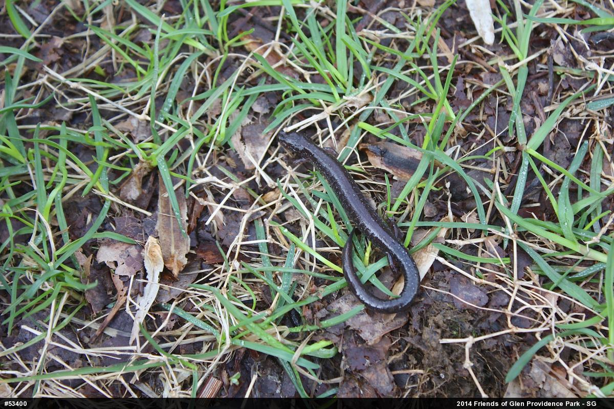Eastern Red-backed  Salamander