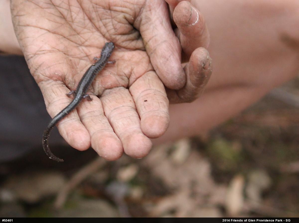 Eastern Red-backed  Salamander