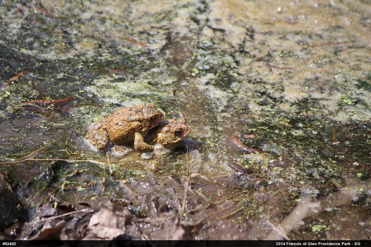 Eastern American Toad