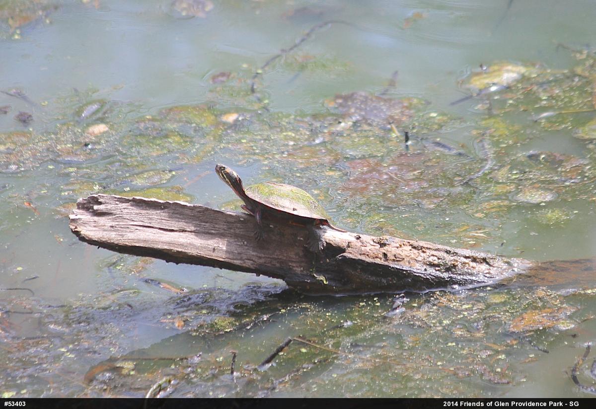 Painted Turtle