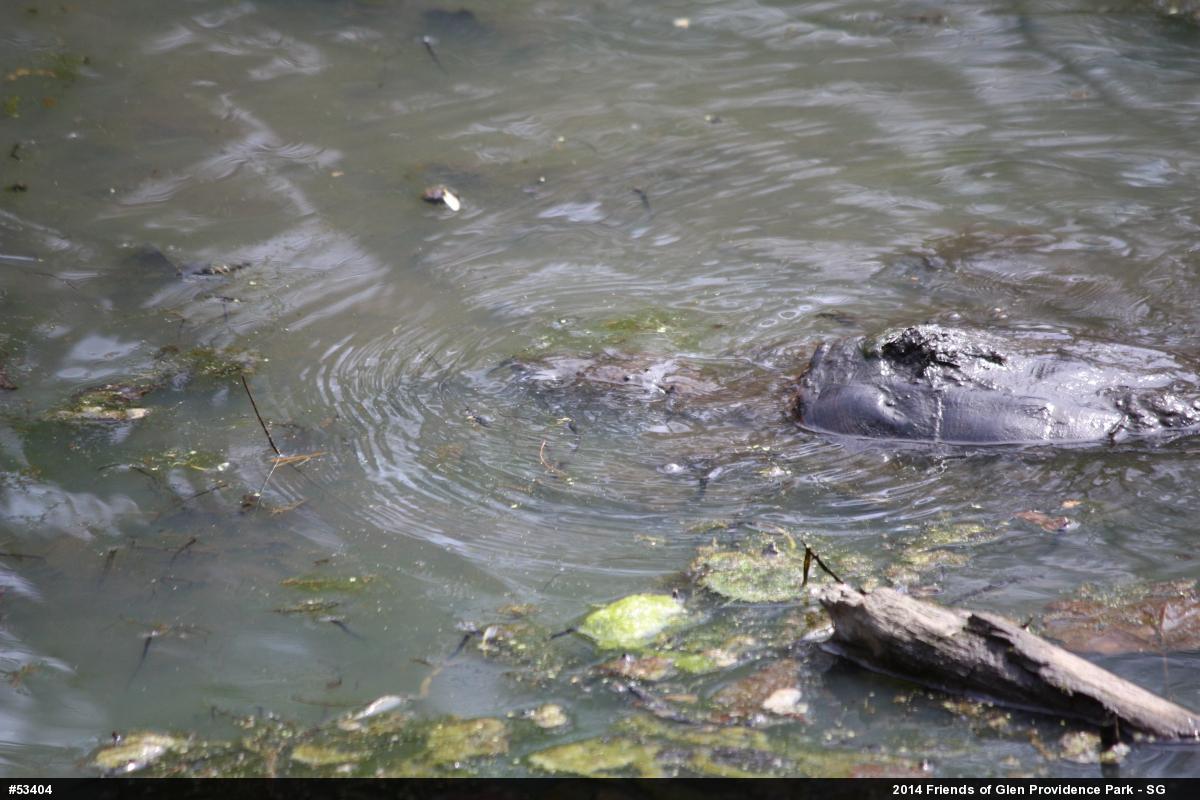Snapping Turtle