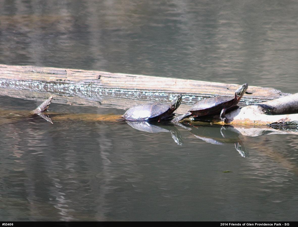 Painted Turtle