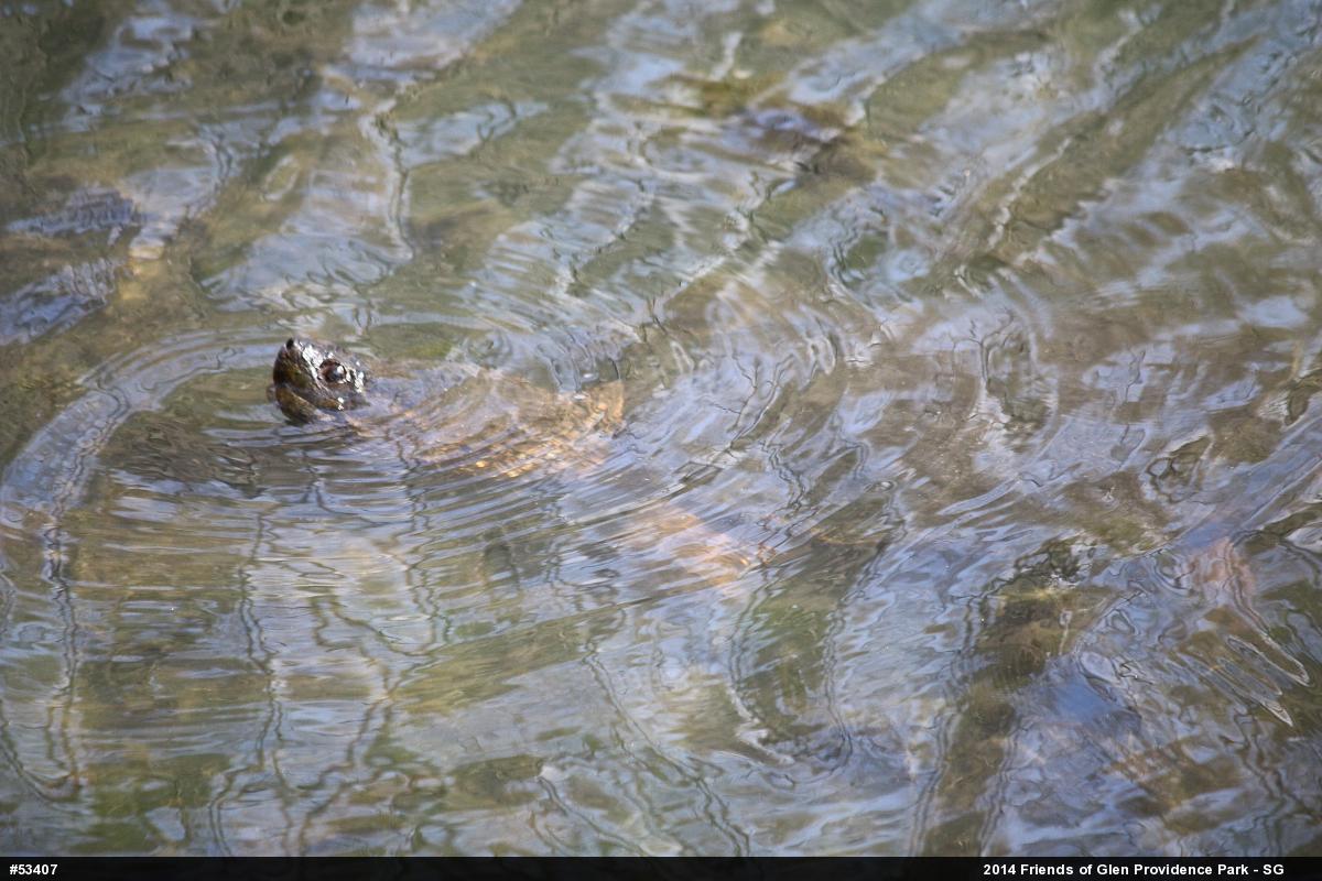 Snapping Turtle