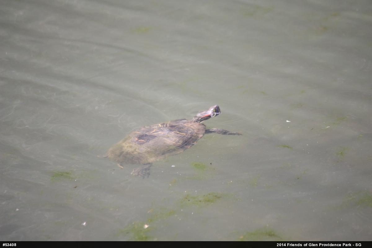 Red-eared Slider