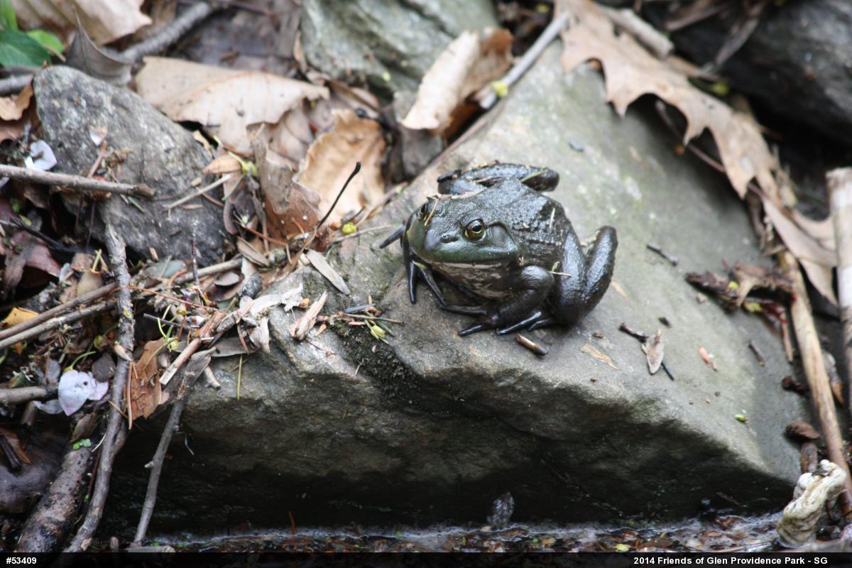 American Bullfrog