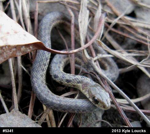 Eastern Gartersnake