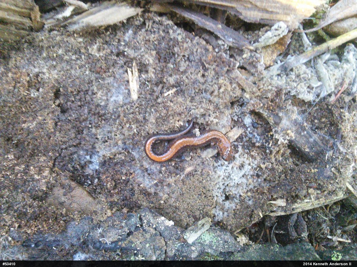 Eastern Red-backed  Salamander