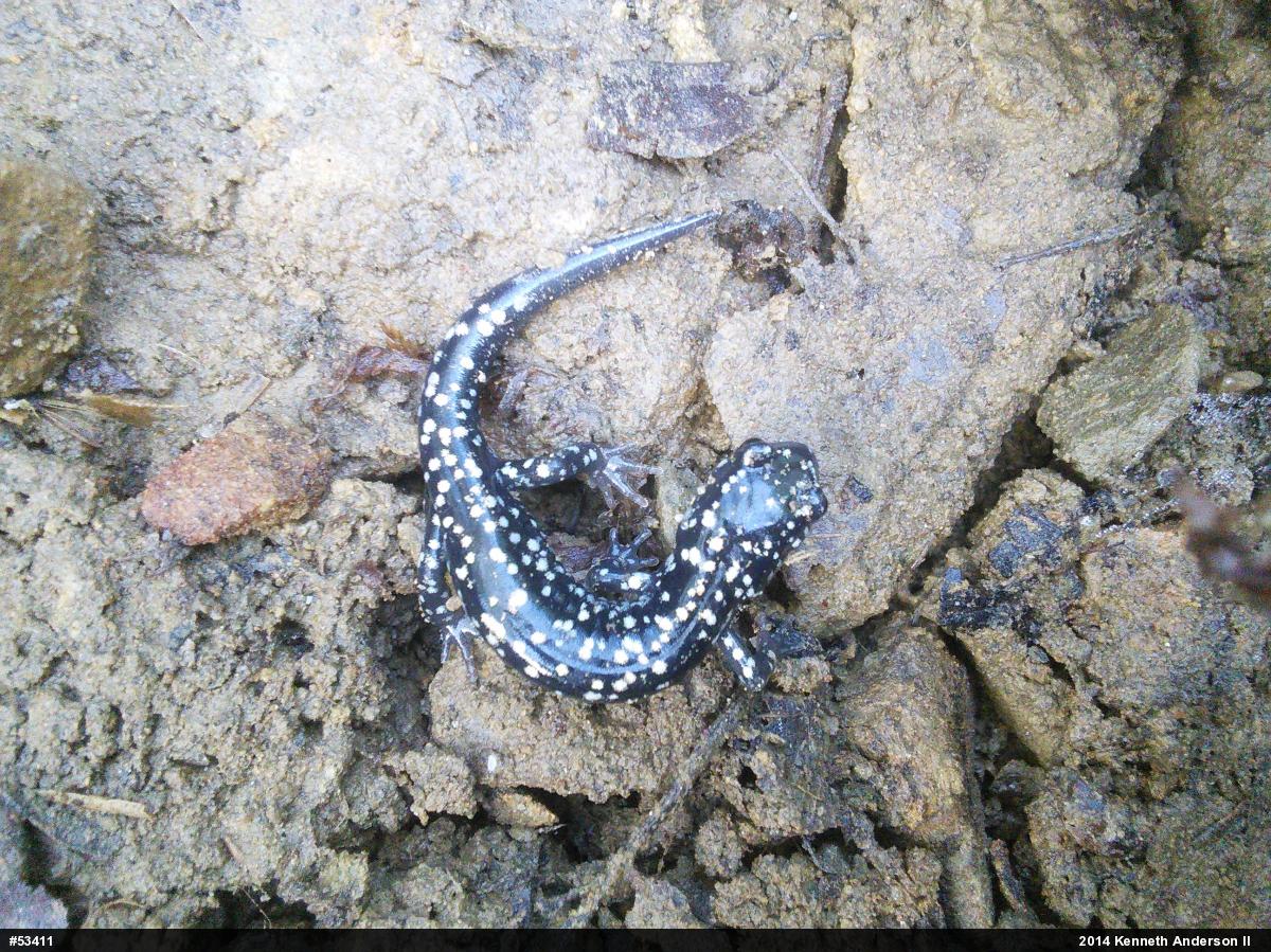Northern Slimy Salamander